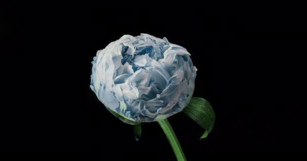Piękne niebieskie tło Peony. Kwitnący kwiat piwonii otwarte, czas upływu czasu 4K UHD wideo timelapse — Wideo stockowe