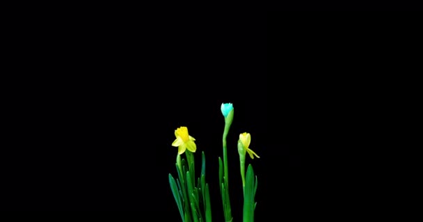 Time lapse rodaje del crecimiento y floración de un ramo de narcisos azules y amarillos sobre un fondo negro, vídeo 4k. Hermosas flores inusuales. — Vídeo de stock