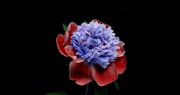 Hermoso fondo azul Peony. Flor de peonía en flor abierta, lapso de tiempo 4K UHD video timelapse — Vídeos de Stock