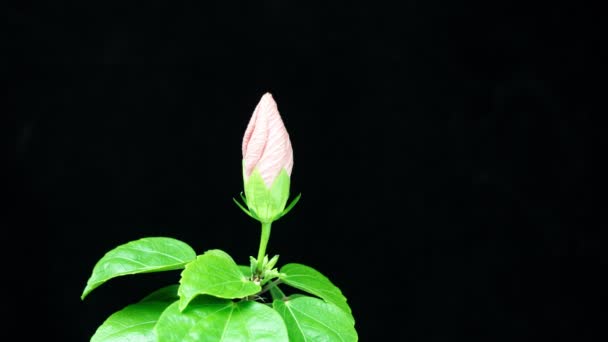 Timelapse de flor de hibisco amarillo floreciendo sobre fondo negro. Vacaciones, amor, fondo de diseño de cumpleaños. Con espacio de copia y lugar para texto o imagen. 4k — Vídeo de stock