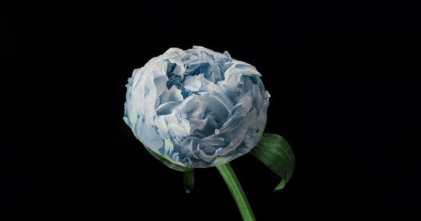 Hermoso fondo azul Peony. Flor de peonía en flor abierta, lapso de tiempo 4K UHD video timelapse — Vídeo de stock