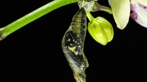 Development and transformation stages of lime Butterfly -Papilio demoleus - malayanus hatching out of pupa to butterfly. Isolated on black background. Time lapse — Stock Video