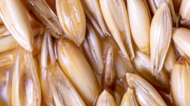 Yulaf tohumu, sağlıklı beslenme konsepti, hayata başlama, zaman aşımı, makro video