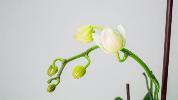 A fehér hátterű orchideavirág nyitásának ideje lejárt. Esküvői háttér, Valentin nap. 4K videó — Stock videók