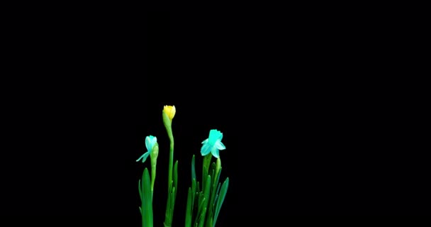 Time lapse opname van de groei en bloei van een boeket blauwe en gele narcissen op een zwarte achtergrond, 4k video. Mooie ongewone bloemen. — Stockvideo