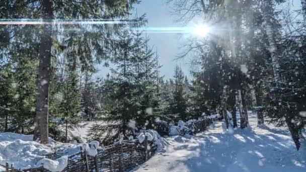 Floresta nevada. Vista de cima para baixo em uma floresta nevada de inverno, paisagem natural, florestas congeladas, bela paisagem ensolarada de inverno — Vídeo de Stock