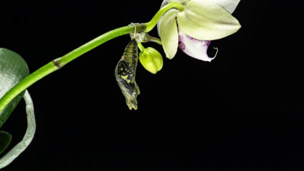 Etapy rozwoju i transformacji wapna Motyl -Papilio demoleus - malajanus wykluwający się z poczwarki do motyla. Odizolowany na czarnym tle. Czas upływa. — Wideo stockowe