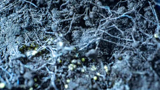 Mögel Zygomycota tillväxttid förfaller på bröd, super makro skytte, begreppet livets början, vetenskapligt och pedagogiskt innehåll 4k — Stockvideo