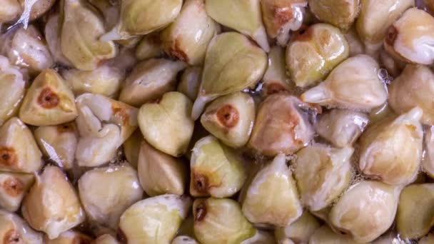 Macro shot de brotar trigo sarraceno blanco en el lapso de tiempo, concepto de alimentos saludables — Vídeo de stock