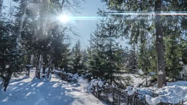 Floresta nevada. Vista de cima para baixo em uma floresta nevada de inverno, paisagem natural, florestas congeladas, bela paisagem ensolarada de inverno — Vídeo de Stock