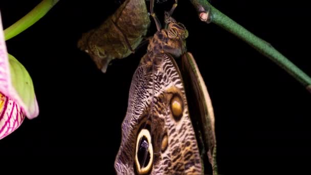 Il processo di emergere della farfalla gufo dalla pupa, time lapse, la farfalla nasce dalla pupa e scuote le ali, aiuto cognitivo ed educativo, macrofotografia — Video Stock