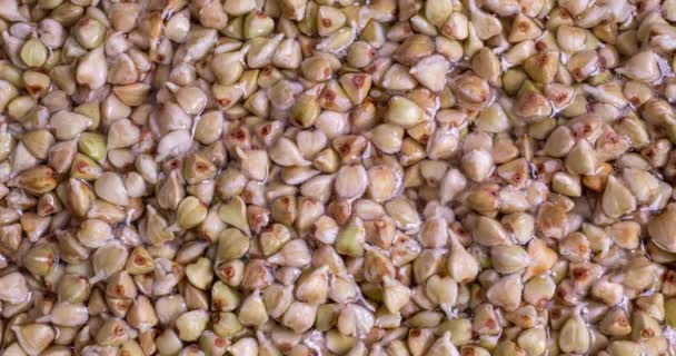 白荞麦芽的宏观萌芽时滞、保健食品概念 — 图库视频影像