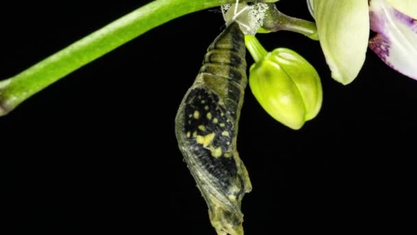 Этапы развития и трансформации извести Butterfly-Papilio demoleus - малаянус, вылупляющийся из куколки в бабочку. Изолированный на черном фоне. Временной интервал — стоковое видео