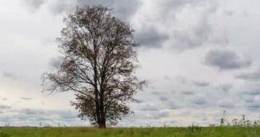 Gün batımında bir tarladaki yalnız bir ağacın etrafında aşırı hız yapmak, güzel bir zaman atlaması, sonbahar manzarası.