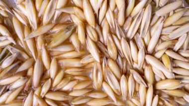 Yulaf tohumu, sağlıklı beslenme konsepti, hayata başlama, zaman aşımı, makro video