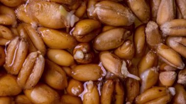 Hızlandırılmış buğday filizlendirme süreci, makro ateş etme, hayata başlama konsepti