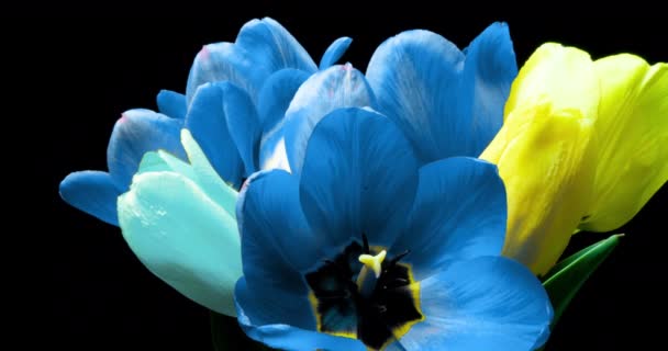 Tulipany. Timelapse jasnoróżowe paski kolorowe tulipany kwiat kwitnący na czarnym tle. Czas upływa tulipan pęk wiosennych kwiatów otwarcia, zbliżenie. Świąteczny bukiet. 4K UHD wideo wideo — Wideo stockowe