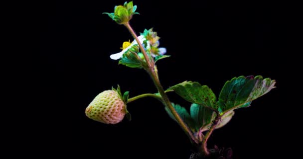 Arbusto de morango amadurece em um lapso de tempo em um fundo preto, amadurecendo morango remontante — Vídeo de Stock