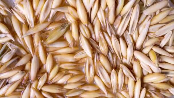 Cultivación de granos de avena, concepto de alimentación saludable, inicio de vida, lapso de tiempo, macro video — Vídeo de stock