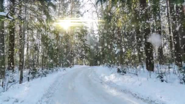 Snowy las. Widok z góry na dół w śnieżnym lesie zimowym, krajobraz naturalny, zamarznięte lasy, Słoneczny krajobraz w lesie zimowym — Wideo stockowe