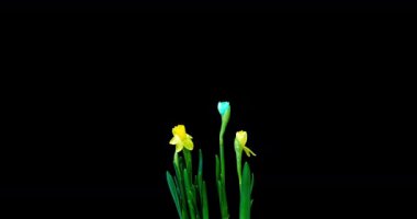 Siyah arkaplandaki mavi ve sarı nergislerden oluşan bir buket büyümenin ve çiçeklenmenin hızlandırılmış çekimi, 4k video. Güzel sıradışı çiçekler.