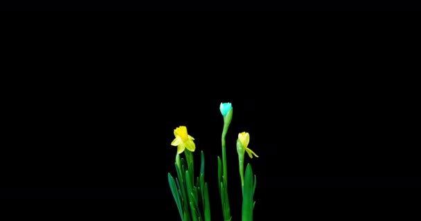 Time lapse opname van de groei en bloei van een boeket blauwe en gele narcissen op een zwarte achtergrond, 4k video. Mooie ongewone bloemen. — Stockvideo