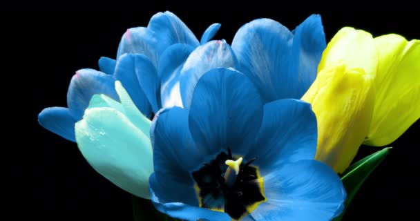 Tulipany. Timelapse jasnoróżowe paski kolorowe tulipany kwiat kwitnący na czarnym tle. Czas upływa tulipan pęk wiosennych kwiatów otwarcia, zbliżenie. Świąteczny bukiet. 4K UHD wideo wideo — Wideo stockowe