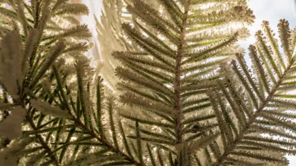 A geada cresce em ramos de abeto, lapso de tempo, bela paisagem de inverno — Vídeo de Stock
