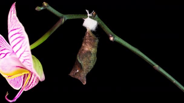 El proceso de aparición de la mariposa del búho de la pupa, lapso de tiempo, la mariposa nace de la pupa y sacude sus alas, ayuda cognitiva y educativa, macrofotografía — Vídeo de stock