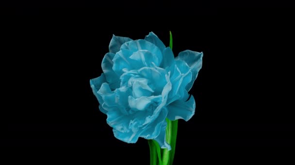 Голубой тюльпан в момент открытия, тайм-аут, 4k видео, альфа-канал — стоковое видео