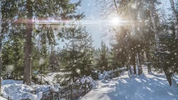 Świerk sosnowy w magicznym lesie zima z opadającym śniegiem słoneczny dzień. Śnieżne lasy. Zima Bożego Narodzenia Nowy Rok tle. Cynemagraf płynna animacja ruchu pętli gif renderowania. Biały niebieski kolor — Wideo stockowe