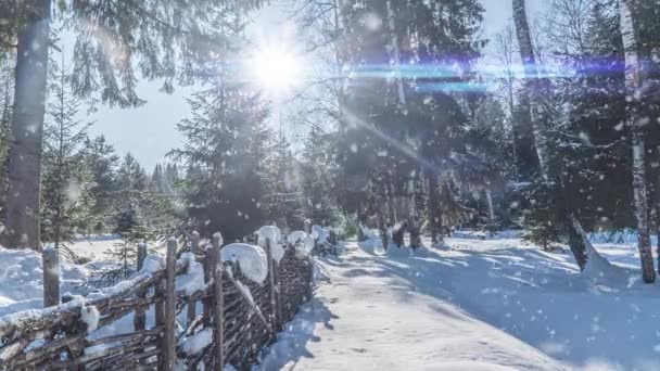 겨울 풍경 스노우 폴. 시네마 그라프, 숲에 내린 아름다운 눈, 비디오 루프. 크리스마스 겨울 개념 — 비디오