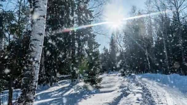 Sneeuw vallende natuur bos bomen landschap op witte zonnige winterdag stemming. Lichte en heldere sneeuw koude tijd, video lus, cinemagraph — Stockvideo