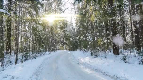 雪の森だ。雪に覆われた冬の森、自然の風景、凍結した森、冬の森の中の日当たりの良い風景のトップダウンビュー — ストック動画