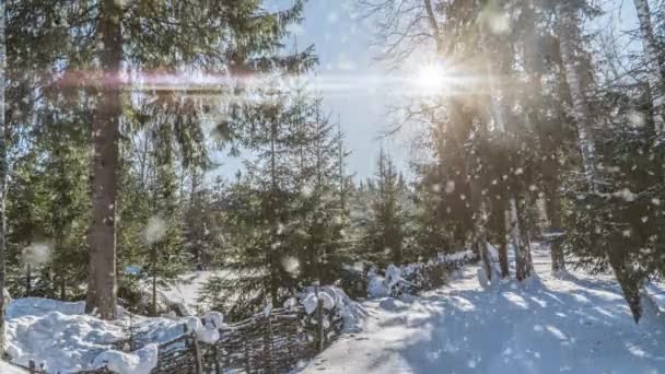 松树云杉在魔法森林的冬天,下雪天阳光明媚.雪地森林降雪。圣诞节及新年背景。电影图形无缝循环动画动作渲染.白色蓝色 — 图库视频影像