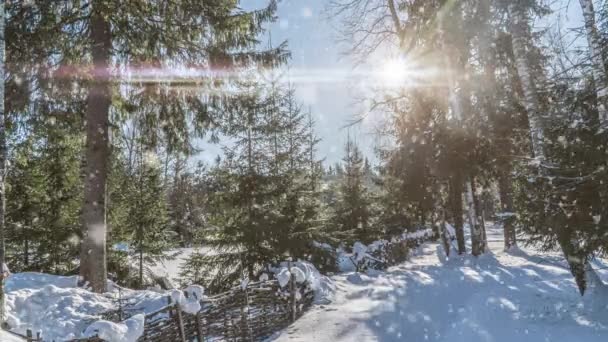 Tree pine spruce in magic forest winter with falling snow sunny day. Snow forest snowfall. Christmas Winter New Year background. Cinemagraph seamless loop animation motion gif render. White blue color — Stock Video