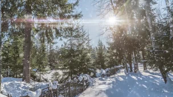 雪の晴れた日と魔法の森の冬の松のスプルース。雪の森の雪。クリスマス冬の新年の背景。シームレスループアニメーションモーションGIFレンダリング。白青 — ストック動画