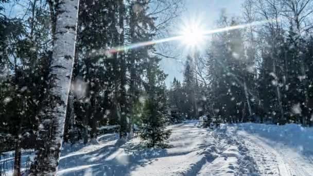 Sneeuw vallende natuur bos bomen landschap op witte zonnige winterdag stemming. Lichte en heldere sneeuw koude tijd, video lus, cinemagraph — Stockvideo
