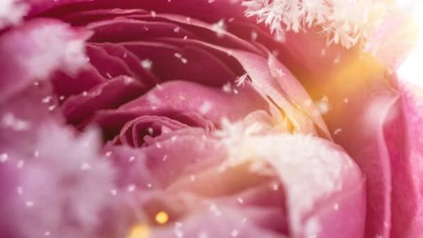 A rózsa befagyása, jégkristályok nőnek a rózsán a hidegben — Stock videók
