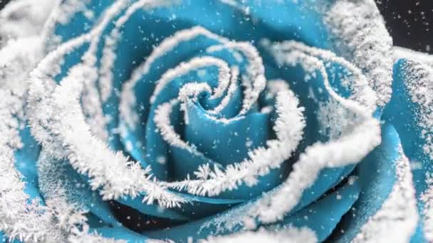 Laps de temps de la rose congélation, cristaux de glace poussent sur la rose dans le froid — Video