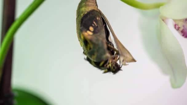 Parthenos sylvia Geburtsmoment, Zeitraffer, Schmetterlingsgeburt, 4k Video — Stockvideo