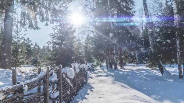 Zimní scéna Sníh. Cinemagraph, krásný sníh v lese, video smyčka. Vánoční zimní koncept — Stock video