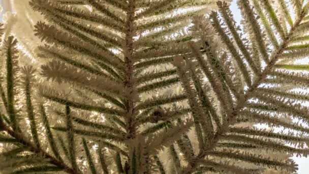 추운 날씨. 꽁꽁 얼려 지는 가문비나무 가지, 클로즈업. 가문비나무 가지의 바늘은 서리로 덮여 있다. 타임 랩스. 아름다운 겨울 풍경 — 비디오