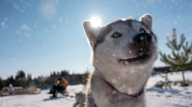 Kar yağışı, görüntü ve video döngüsünde güzel kış güneşli havalarda Husky köpek portresi