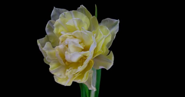 Witte tulp bloeit op een zwarte achtergrond, alpha kanaal 4k resolutie — Stockvideo