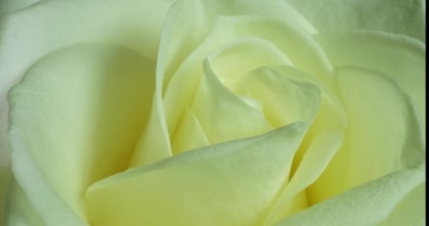 美しい白いバラの花の背景。開花バラの花を開いて、時間の経過、クローズアップ。結婚式の背景、バレンタインデーのコンセプト。黒を背景に花束を閉じ. — ストック動画
