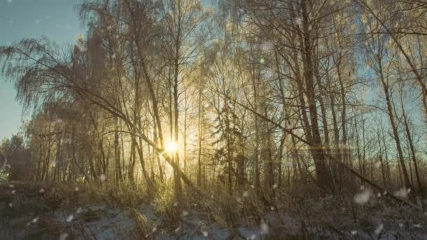 雪の晴れた日と魔法の森の冬の松のスプルース。雪の森の雪。クリスマス冬の新年の背景。シームレスループアニメーションモーションGIFレンダリング。白青 — ストック動画
