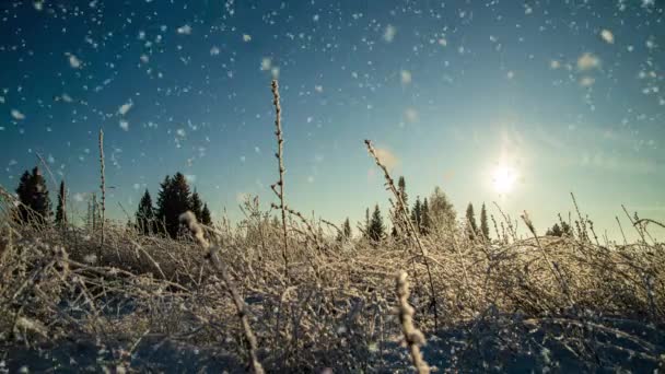 Pin arboricole épinette dans la forêt magique hiver avec chute de neige journée ensoleillée. Chute de neige de forêt de neige. Noël hiver Nouvel An fond. Cinemagraph boucle sans couture animation gif rendu. boucle vidéo — Video