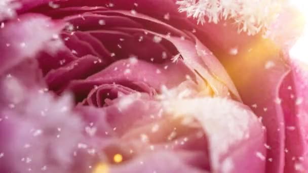 Проміжок часу замерзання троянди, кристали льоду ростуть на троянді на холоді — стокове відео