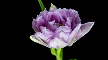 Siyah arka planda açan kırmızı lale çiçeğinin zamanlaması,